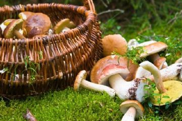 Corso Formativo di preparazione ed esame per il rilascio dell&#39;idoneit&#224; alla vendita per gli esercenti il commercio di funghi epigei freschi spontanei
